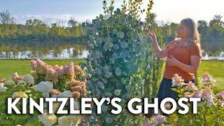 A One-of-a-Kind Native Honeysuckle | Kintzley's Ghost