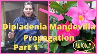 Part 1 How to Propagate - Propagating Taking Cuttings  From Dipladenia Mandevilla Vine