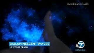 Bioluminescent waves captured on camera along Newport Beach coast | ABC7