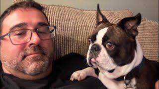 FRIDAY NIGHT LIVE! My Boston Terrier Missed Me! Calvin The Boston Terrierist! is live!