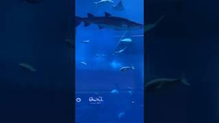 Spotting Shark  at Dubai Aquarium #dubaiaquarium #dubaiaquariumandunderwaterzoo #dubaicity #dubai