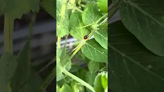 Gardening - (Bugs) Ladybugs  2025 #bugs #wildlife #outdoors #nature #gardening #plants