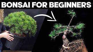 How to Make a Pine Bonsai for Beginners*EASY*