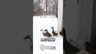 Ducks Change Their Minds About Winter Real Quick! 