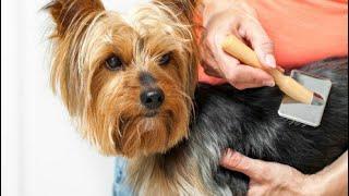 How to Cut Dogs Hair Like A Pro?