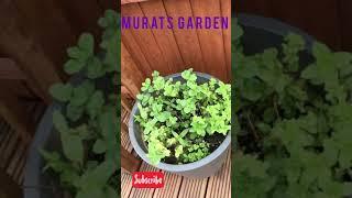 Murats kitchen garden