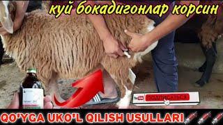 UY SHAROITIDA QO'YLARNI DAVOLASH USULLARI | QO'Y BOQISH SIRLARI | КУЙ БОКИШ УСУЛИ