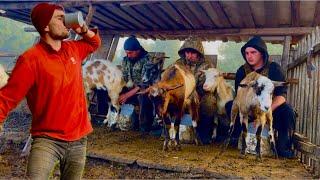 Production of sheep's cheese in the mountains. Life of people in the mountains with animals