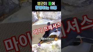 펭귄이 돌에 환장하는 이유 (사람이 돌에 환장하는 이유)