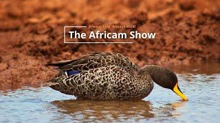 Summer Babies | The Africam Show | November 19