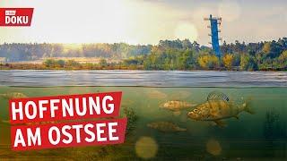 Der Ostsee - Brandenburgs größter See entsteht | Doku