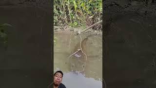 Mancing mania #fishing #fish #animals #bassfishing #barongan #shortvideo #shorts