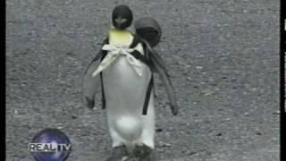 Pet Penguin in Japan