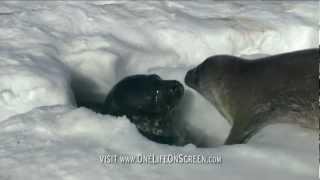 Seal Pup takes first swim | One Life | BBC