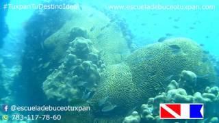 Buceo Tuxpan Arrecifes Coralinos