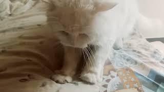 The Most Adorable Persian Cat Video Ever.