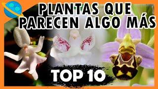 ¡ Increíbles plantas que parecen otras cosas !