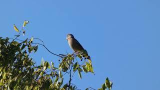 Bico-grossudo (Coccothraustes coccothraustes) Centro urbano de Castelo Branco 2021