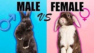 Male Rabbits VS Female Rabbits: The Differences