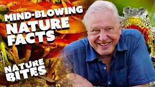 David Attenborough's Curious Nature Facts | Nature Bites