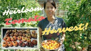 HUGE Tomato Harvest | Sungold, Suncherry, Berkeley Tie-Dye, Pineapple, Big Rainbow Tomato Varieties!