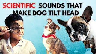 Scientifically proven sounds that grab dog attention |Part 1| Tony dog pedia