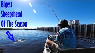 NON-STOP Sheepshead  ACTION!! (Surprise Catch)