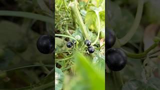 Black fruit #shorts