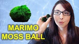 Marimo Moss Ball Beginner Care Guide | I Got Marimo Moss Balls From Ali Express