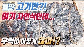 이것은 입어식인가 자연식인가! 낚시인가 노동인가! 물반 고기반이네