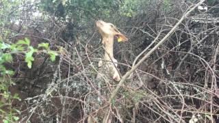 Cabras se las ingenian para comer hojas de los árboles