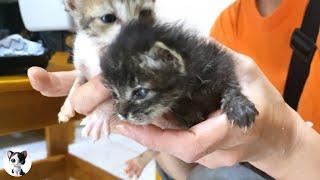 Baby kitten at vet because their tummy were not well...