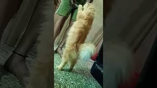 kurumba️ #shorts #love #cat #catlover #persian #persiancat