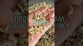 Проращивание зелёной гречки 
