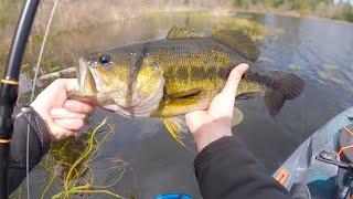 Top 5 Biggest Bass from My First Year Fishing in Washington