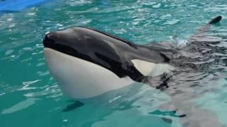 Kate del Castillo Urges Tourists to Steer Clear of the #Miami Seaquarium