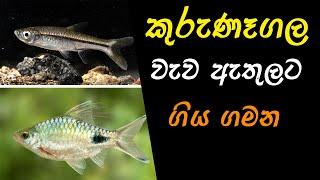 Freshwater Life in Natural lake (Kurunegala Vendaru wewa) ..... FishFix SriLanka