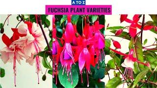 Fuchsia Plant Varieties A to Z