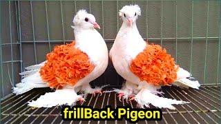 frillback pigeon | pigeon videos | white frillback pigeon breeds