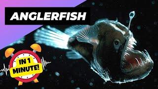 Anglerfish  The Terrifying Light of Deep-Sea! | 1 Minute Animals