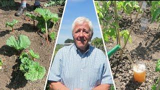 Cleaning Rhubarb And Planting Celery And Spring Onions.