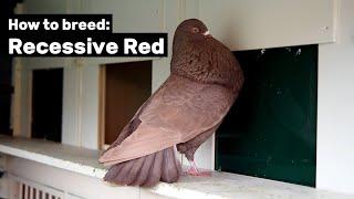 How to breed Recessive Red Pigeons