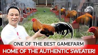 Let's Visit This Gamefarm: ONE OF THE BEST GAMEFARM | Authentic Sweater | Philippines 