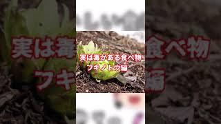 【衝撃】気を付けて！？実は毒がある春の山菜フキノトウ編