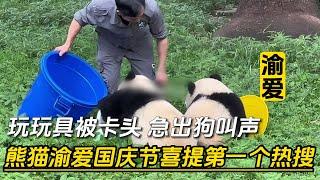 『渝爱』熊猫渝爱国庆节喜提第一个热搜，玩玩具被卡头，急出狗叫声