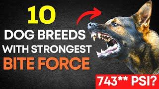 Top 10 Dogs with the Strongest Bite Force | Dangerous Dog Breeds in the World