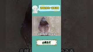 新城疫病毒传染 #科普 #健康 #传染 #安全第一 #病毒