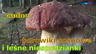 cudne borowiki sosnowe i leśne niespodzianki