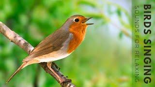 Nature Sounds - Birds Singing Without Music, 11 Hour Bird Sounds Relaxation, Soothing Nature Sounds