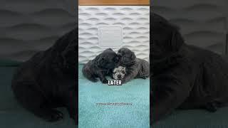 Visit pawz-n-clawzpuppies for more info on my puppies! #puppy #frenchbulldoglover #puppygram